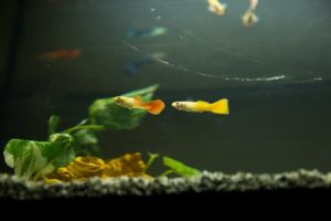 Bản năng sinh tồn khiến cá bảy màu con bị ăn