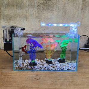 Bể cá mini để bàn
