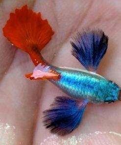 Cá bảy màu dumbo big ear trưởng thành