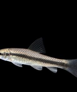 cá bút chì thái ăn rêu