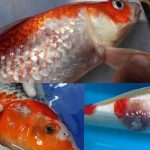 Cá cảnh bị chết