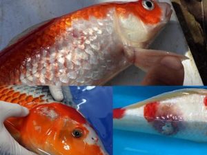 Cá cảnh bị chết