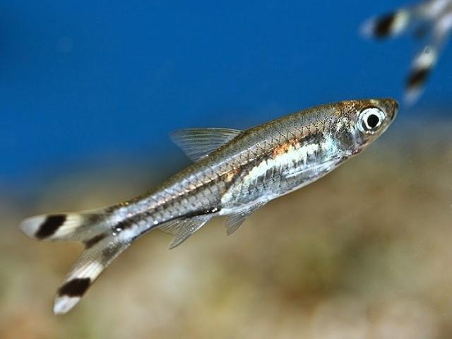 Cá đuôi kéo trong suốt