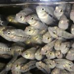 Mua cá la hán với số lượng lớn