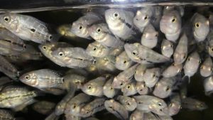 Mua cá la hán với số lượng lớn