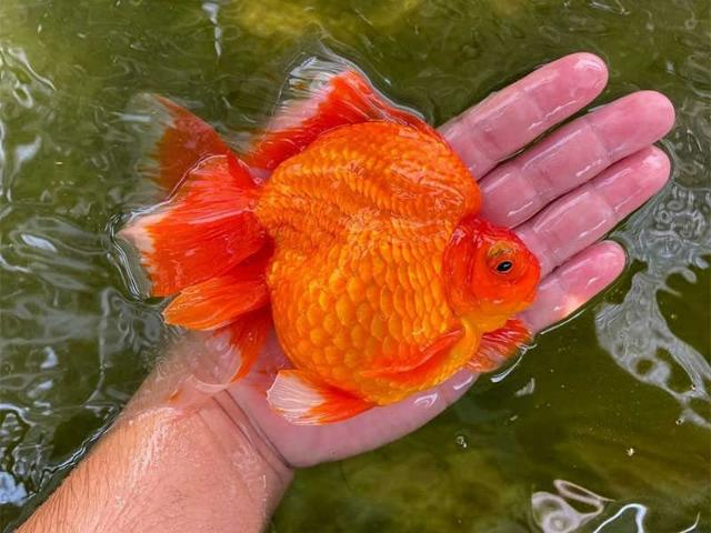 Cá nuôi không phù hợp