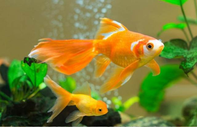 Cách chăm sóc cá cảnh không bị chết