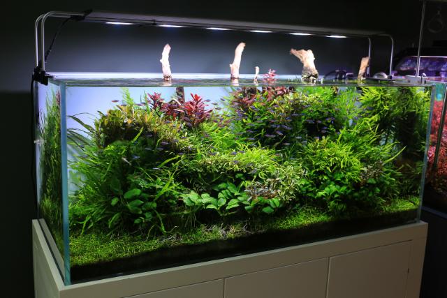 Công dụng đèn led đối với hồ cá