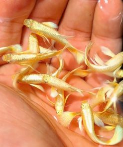 Đàn cá bảy màu full gold khỏe mạnh