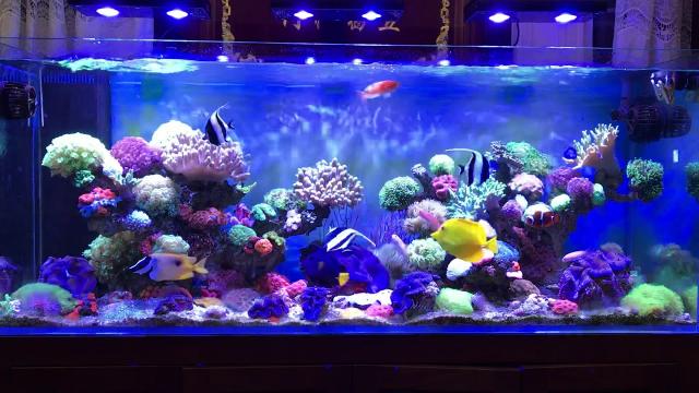 Đèn led nổi tiếng