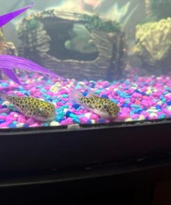 Điều kiện bể nuôi lý tưởng