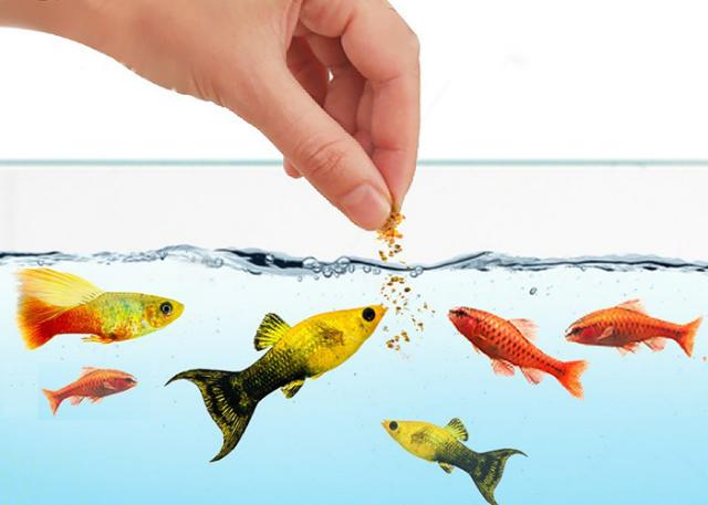 Do ăn uống cá cảnh bị chết
