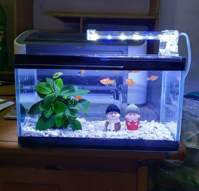 Hồ cá mini