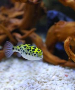 Khả năng sinh sản