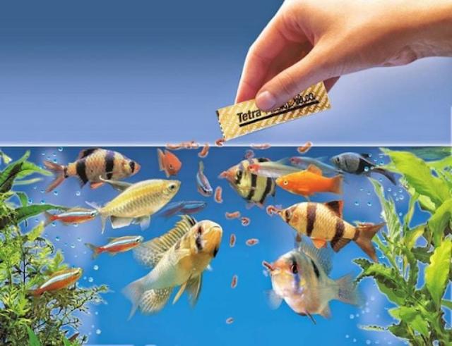 Lượng thức ăn dư thừa quá nhiều trong bể cá