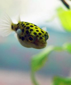 Môi trường sống của cá nóc beo