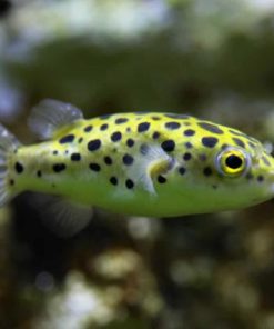 Ngoại hình của cá nóc beo