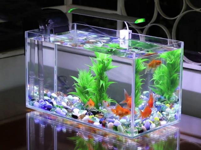 Nguồn nước vào bể cá chưa đảm bảo