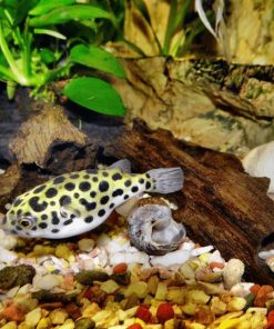 Ốc là nguồn thức ăn yêu thích của cá nóc da beo