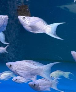 Phân biệt cá cái và cá đực thông qua bề ngoài