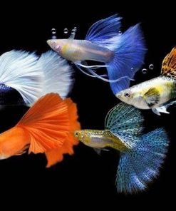 Phân biệt loại cá bảy màu qua màu sắc và vây