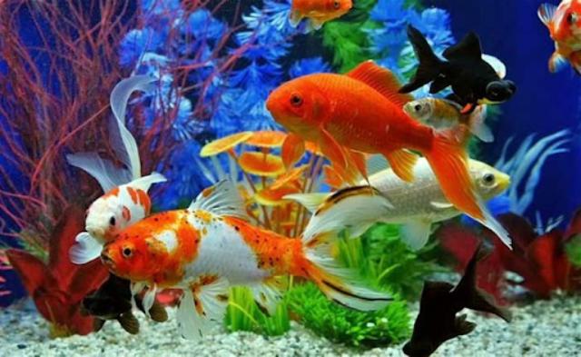 Số lượng cá nuôi trong bể quá nhiều