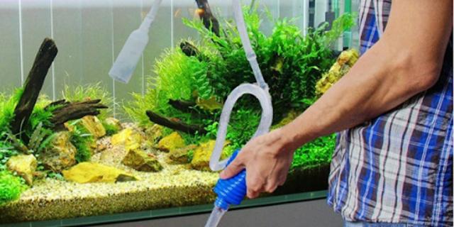 Thay nước bể cá không đúng cách