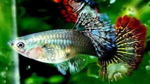 Theo dõi sức khỏe cho cá bảy màu