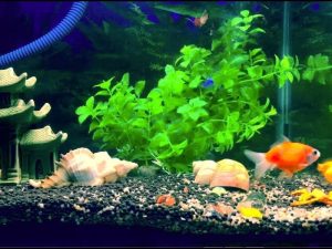 Trang trí bể cá cảnh đơn giản