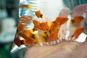 Vận chuyển cá nhẹ nhàng, tránh rung lắc 