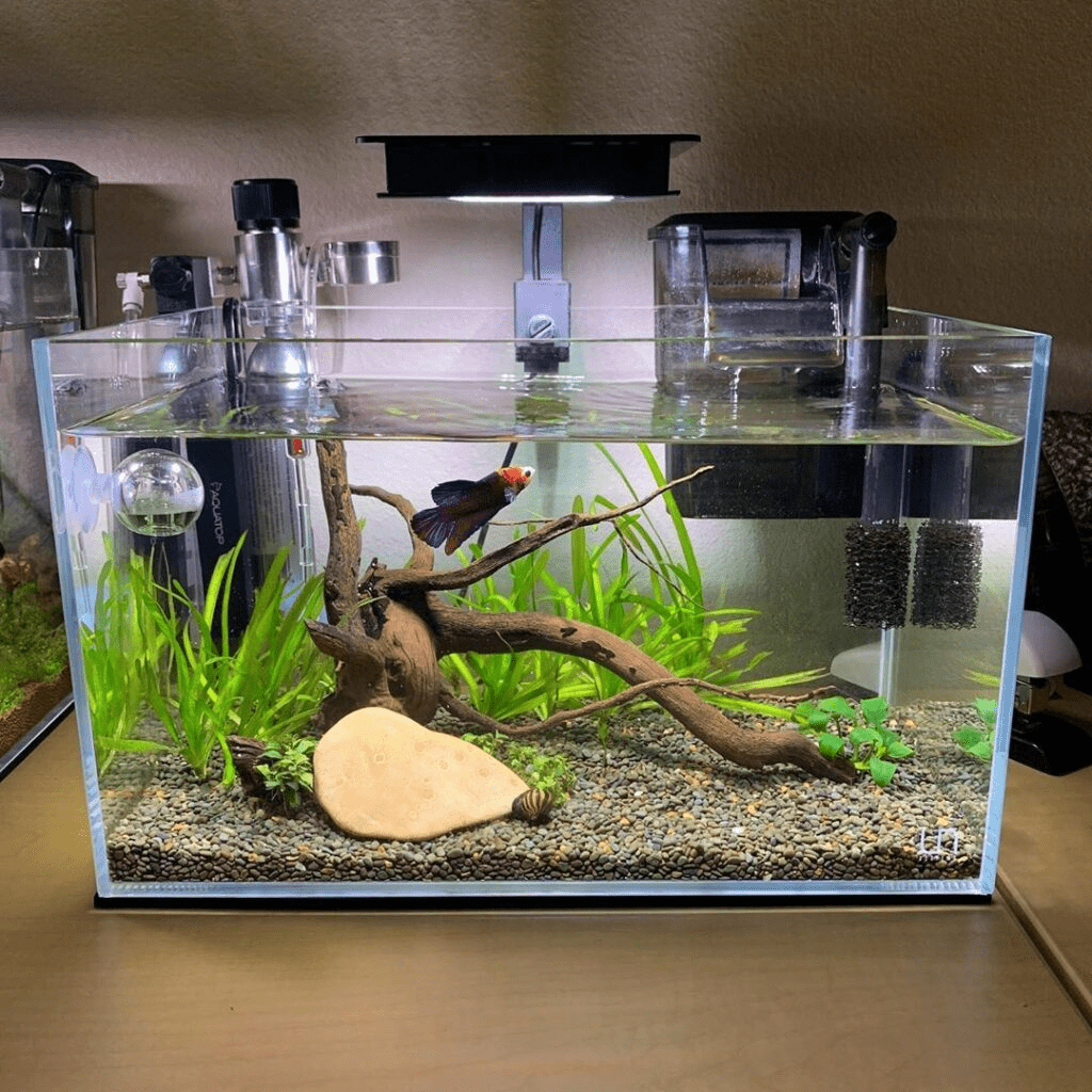 Tạo điểm ẩn nấp cho cá Betta