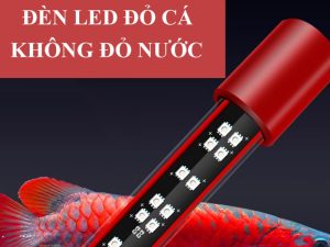 11 loại đèn đỏ cá không đỏ nước giúp nổi bật màu của cá