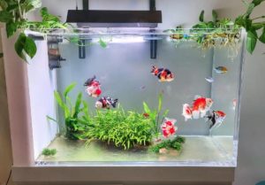 Ánh sáng của bể cá