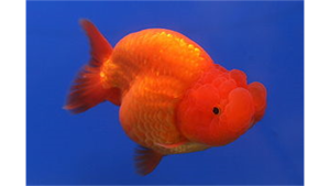 Cá ba đuôi đầu sư tử