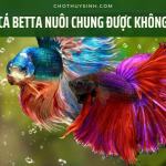 Cá Betta có nuôi chung được không