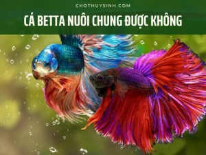 Cá Betta có nuôi chung được không