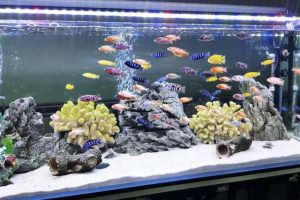 Cá cảnh chịu lạnh tốt