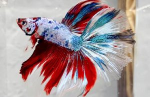 Cá cảnh đẹp nhất việt nam