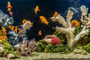 Tổng hợp các loại cá cảnh không cần oxy 