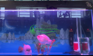 Cá hồng két đang bơi cùng một bể với cá la hán