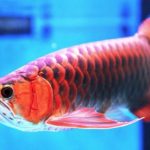Cá Long Thổ Chiêu biểu tượng sự dũng mãnh