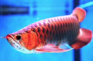 Cá Long Thổ Chiêu biểu tượng sự dũng mãnh