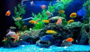 Các loại cá cảnh nhỏ rẻ tiền