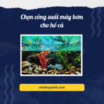 Những lưu ý khi chọn công suất máy bơm cho hồ cá