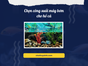 Những lưu ý khi chọn công suất máy bơm cho hồ cá