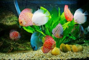 Cá Dĩa Nuôi Chung Với Cá Gì Thích Hợp Nhất?