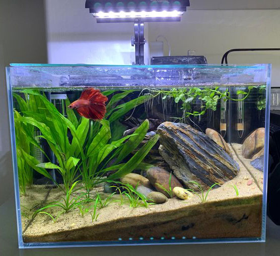 Kích thước bể cá phù hợp