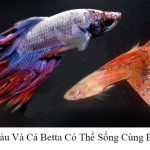 Cá betta nuôi chung với cá bảy màu được không?