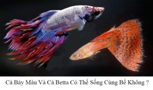 Cá betta nuôi chung với cá bảy màu được không?