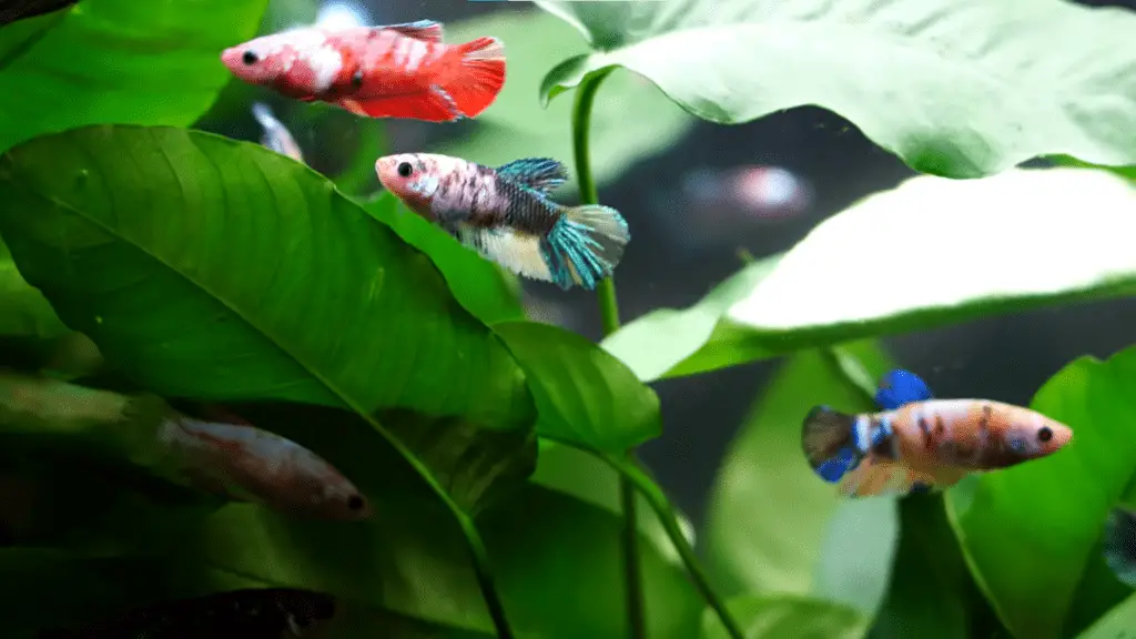 Lợi ích của việc nuôi cá Betta theo bầy